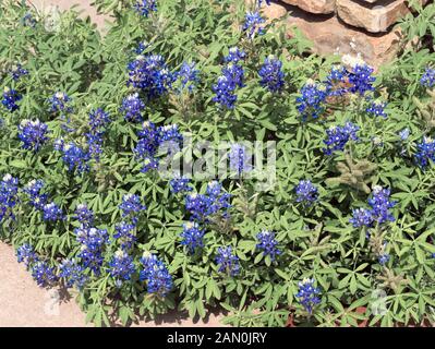 LUPINUS TEXENSIS TEXAS BLUE BONNET Stockfoto