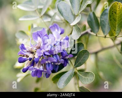 SOPHORA SECUNDIFLORA TEXAS MOUNTAIN LAUREL. Stockfoto