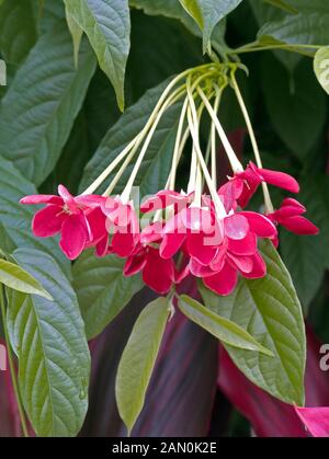 QUISQUALIS INDICA (RANGOON CREEPER) Stockfoto