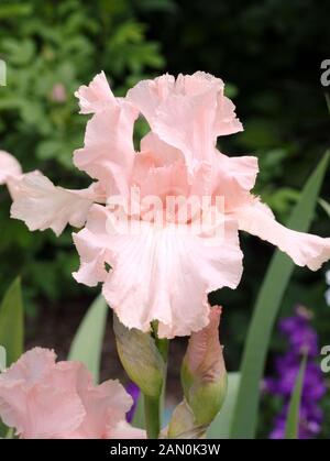 IRIS GERMANICA '' BEVERLY SILLS'' Stockfoto