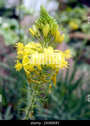 BULBINE FRUTESCENS '' MARKENZEICHEN '' Stockfoto