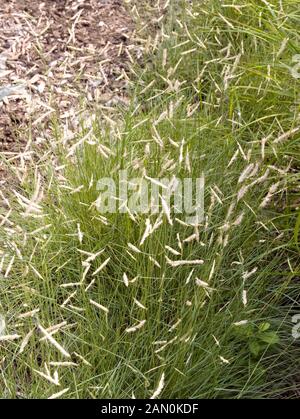 BOUTELOUA GRACILIS (BLAUES GRAMA) ODER MOSKITO GRASS Stockfoto