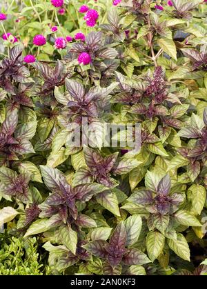 OCIMUM BASILICUM "RED RUBIN" Stockfoto