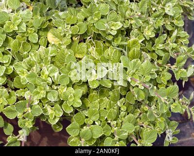 PLECTRANTHUS COLEOIDES '' FROSTED JADE'' Stockfoto