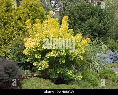 COTINUS COGGYGRIA 'GOLDEN SPIRIT' (RAUCH BUSH 'GOLDEN SPIRIT') Stockfoto