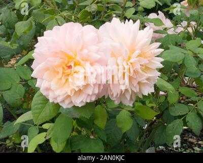 ROSA 'GRACE' (ROSE 'GRACE') Stockfoto