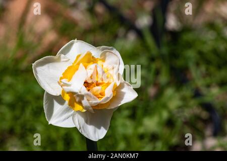 Single hell, fröhlich, heiter, gelb, gold, weiß Doppel Blütenblätter frühling ostern Narzisse Glühlampe blühen im Garten im Frühling, natürliche Schönheit Stockfoto