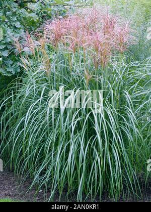 MISCANTHUS SINENSIS ROTSILBER Stockfoto