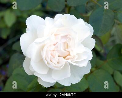 ROSA 'WINCHESTER CATHEDRAL'' Stockfoto