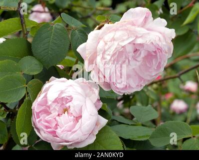 ROSA '' FANTIN-LATOUR'' Stockfoto