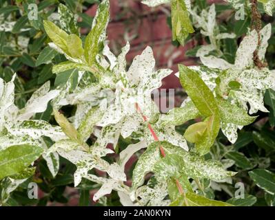 SALIX INTEGRA HAKURO NISHIKI Stockfoto