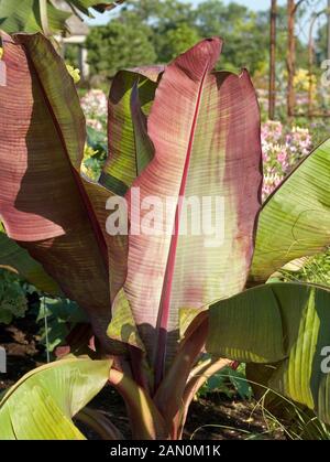 ENSETE VENTRICOSUM MAURELII (ROTE ABESSINISCHE BANANE) Stockfoto