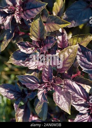 OCIMUM BASILICUM ROTEN RUBIN Stockfoto