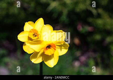 Zwei kleine helle, happy, fröhlich, gelb gold orange kleine Schale einzigartige frühling ostern Narzissen blühen in den Garten im Frühling, naturalh Stockfoto