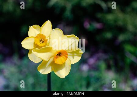 Zwei kleine helle, happy, fröhlich, gelb gold orange kleine Schale einzigartige frühling ostern Narzissen blühen in den Garten im Frühling, Natur Stockfoto