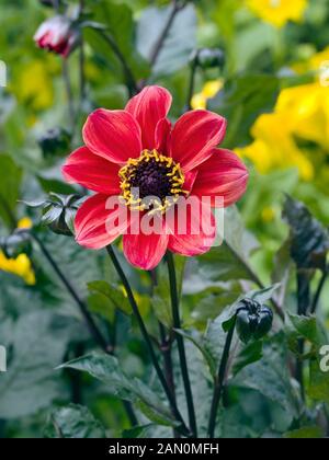 DAHLIE HYBRIDA JAPANISCH BISCHOF Stockfoto