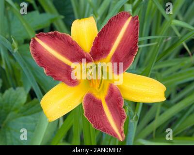 HEMEROCALLIS FRANS HALS Stockfoto