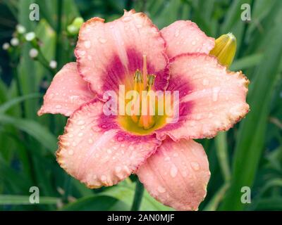 HEMEROCALLIS 'STRAWBERRY CANDY' Stockfoto