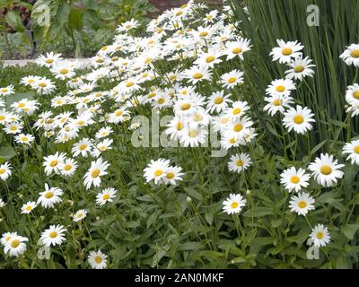 LEUCANTHEMUM SUPERBUM BECKY Stockfoto