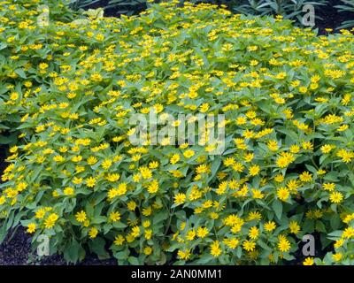 MELAMPODIUM PALUDOSUM SHOWSTAR Stockfoto