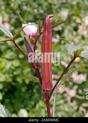 ABELMOSCHUS ESCULENTUS 'RED VELVET' ('RED VELVET' OKRA) Stockfoto