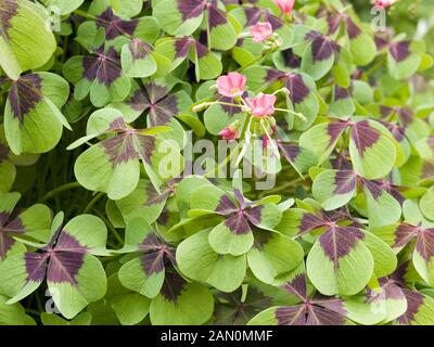 OXALIS TETRAPHYLLA IRON CROSS Stockfoto