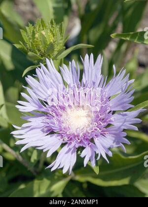 STOKESIA LAEVIS KLAUS JELITTO Stockfoto