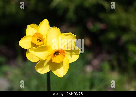 Zwei kleine helle, happy, fröhlich, gelb gold orange kleine Schale einzigartige frühling ostern Narzissen blühen in den Garten im Frühling, Natur Stockfoto