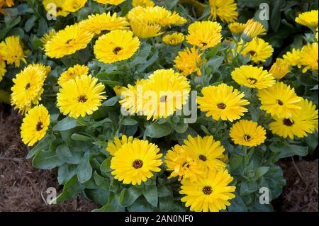 CALENDULA OFFICINALIS CALYPSO GELB Stockfoto