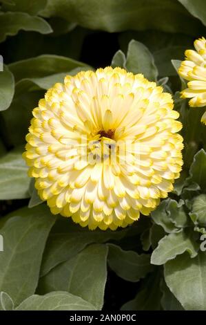 CALENDULA OFFICINALIS BON BON HELLGELB Stockfoto