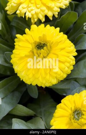 CALENDULA OFFICINALIS BON BON GELB Stockfoto