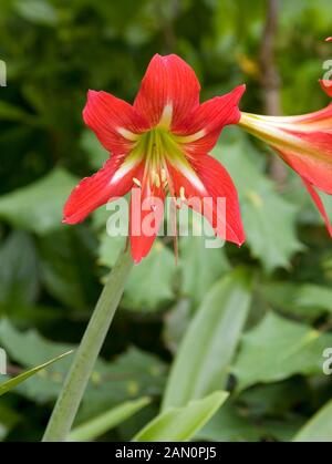 HIPPEASTRUM JOHNSONII Stockfoto