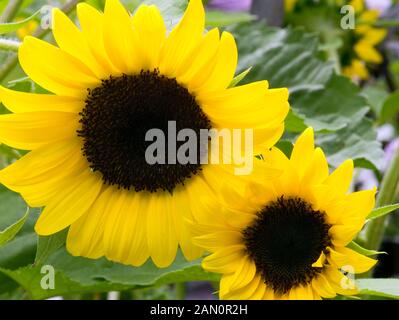 HELIANTHUS ANNUS (SONNENBLUME) Stockfoto