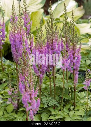 ASTILBE CHINENSIS PUMILA Stockfoto