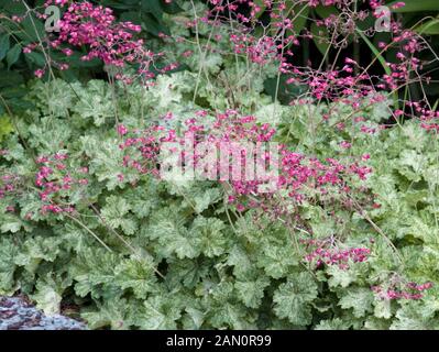 HEUCHERA-SCHNEE-ENGEL Stockfoto