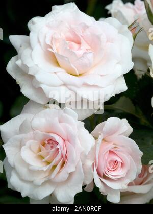 ROSA MORDEN BLUSH Stockfoto