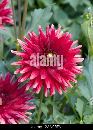 DAHLIE 'RED PYGMY' Stockfoto