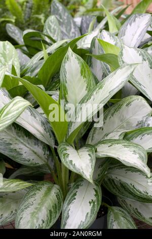 AGLAONEMA "SILVER BAY" Stockfoto