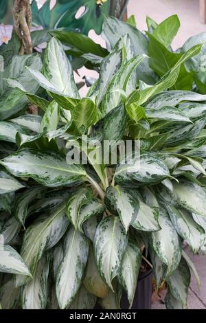 AGLAONEMA "SILVER BAY" Stockfoto