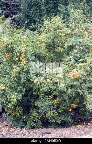 PONCIRUS TRIFOLIATA 'FLYING DRAGON' Stockfoto