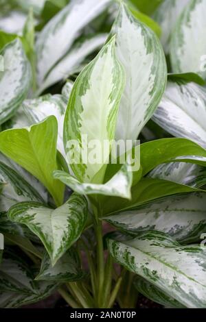 AGLAONEMA SILVER BAY Stockfoto