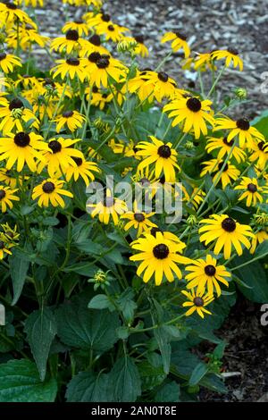 RUDBECKIA FULGIDA STADTGARTEN Stockfoto