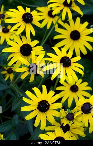 RUDBECKIA FULGIDA STADTGARTEN Stockfoto