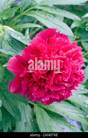 PAEONIA OFFICINALIS RUBRA PLENA Stockfoto