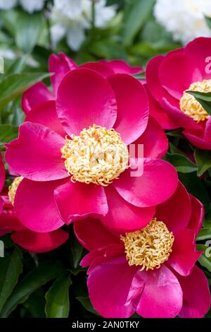 PAEONIA SCARLET OHARA Stockfoto