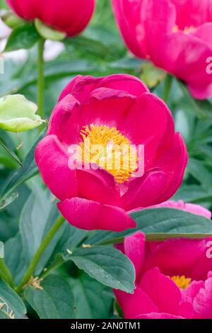 PAEONIA SCARLET OHARA Stockfoto