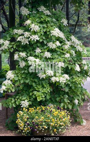 SCHIZOPHRAGMA HYDRANGEOIDES Stockfoto