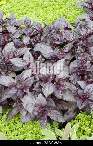 OCIMUM BASILICUM ROTEN RUBIN Stockfoto