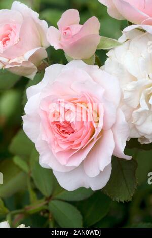 ROSA MORDEN BLUSH Stockfoto