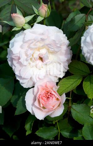 ROSA MORDEN BLUSH Stockfoto